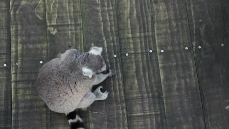Ringtail-lemur-looking-around-in-singapore-zoo-,