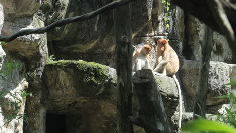 Young-orangutan-walking-outdoor-playground-in-singapore-zoo