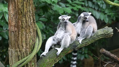 Ringtail-lemur-looking-around-in-singapore-zoo-,