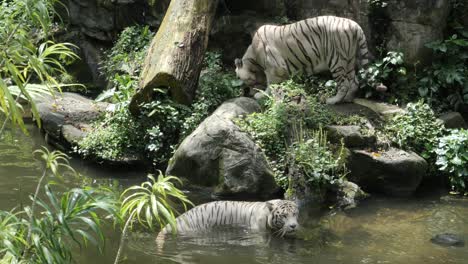 Couple-white-tigers-resting-in-the-jungle-high-quality-photo