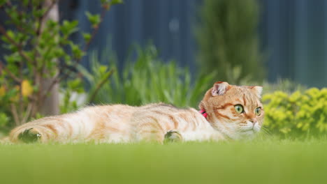 Cute-red-cat-resting-on-the-lawn-in-the-backyard-of-the-house