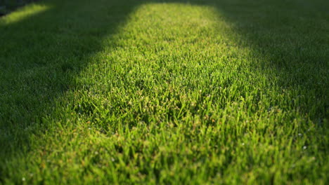 Lush-green-grass-on-the-lawn,-trimmed-evenly.-Slider-shot