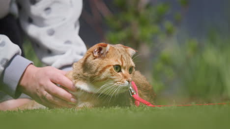 Pet-owner-petting-his-cat,-walking-in-the-backyard-of-the-house