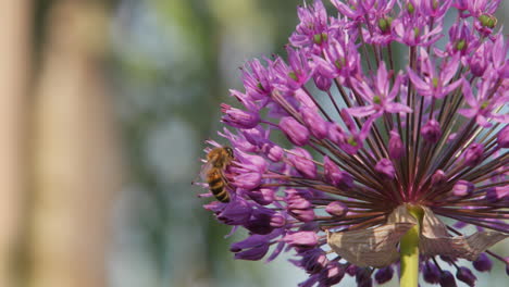 Bees-collect-nectar-on-a-large-purple-flower