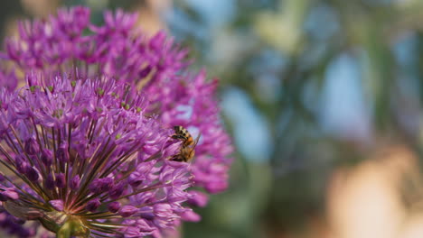 Bienen-Sammeln-Nektar-Auf-Einer-Großen-Violetten-Blüte