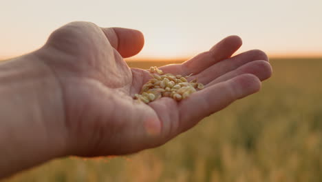 The-farmer's-male-hand-with-grain-rises-from-the-wheat-field-up-to-the-sun.-Harvest-and-organic-farming-concept