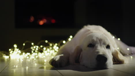 Portrait-of-a-cute-dog-lying-near-a-glowing-holiday-garland-with-a-fireplace-burning-in-the-background