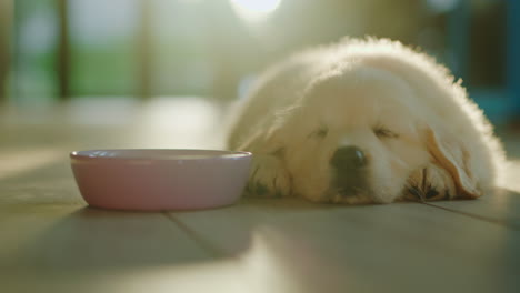 A-cute-little-golden-retriever-puppy-is-napping-near-a-bowl.