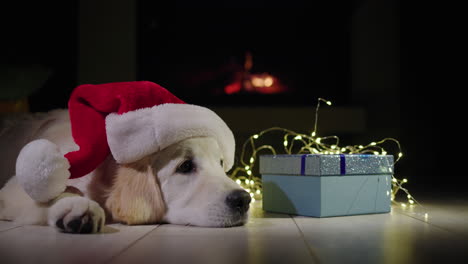 A-dog-in-a-New-Year's-hat-lies-near-a-box-with-a-gift,-in-the-background-there-is-a-fire-in-the-fireplace.