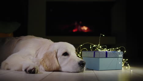 Woman-putting-a-New-Year's-hat-on-her-pet.-A-golden-retriever-puppy-lies-near-a-Christmas-present-in-front-of-a-burning-fireplace.