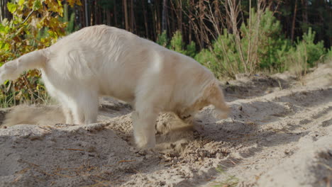 Funny-golden-retriever-puppy-digging-the-ground-on-a-walk.-Hunting-instincts-concept