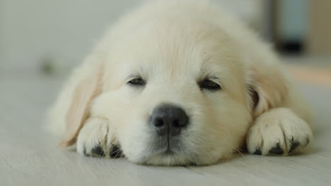 Portrait-of-a-cute-blonde-puppy-napping-on-the-floor-at-home