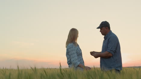 Two-farmers---a-man-and-a-woman-communicate-on-the-background-of-a-field-of-wheat.