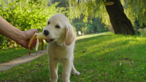 Funny-golden-retriever-puppy-eats-a-banana-from-the-owner's-hand