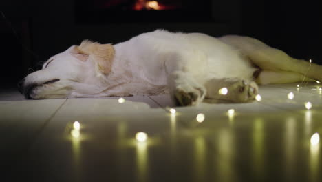Tilt-shot:-A-cute-golden-retriever-sleeps-near-a-garland,-with-a-fire-burning-in-the-fireplace-in-the-background.-Winter-and-Christmas-with-a-pet-in-the-house