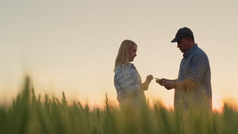 Two-farmers-communicate-on-the-background-of-a-field-of-wheat.