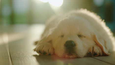Portrait-of-Cute-fluffy-puppy-napping-on-the-floor-in-the-sun