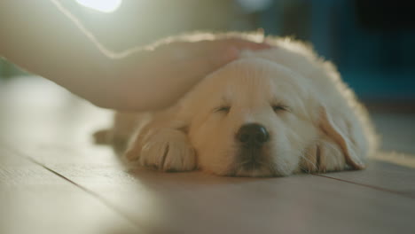 A-man's-hand-strokes-a-light-fluffy-puppy-who-is-napping-on-the-floor-at-home