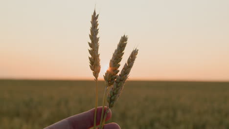 Several-ripe-ears-of-wheat-in-the-farmer's-hand.-First-person-view