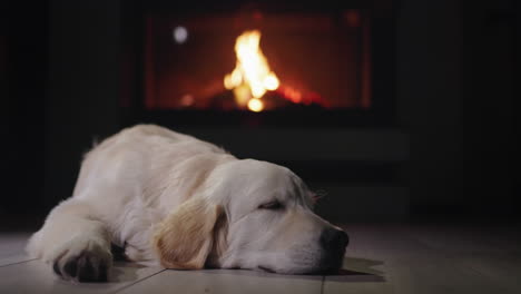 A-cute-dog-sleeps-against-the-backdrop-of-a-burning-fireplace.-Christmas-Eve-and-a-cozy-warm-home