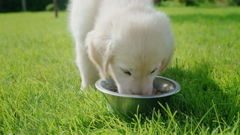 A-golden-retriever-puppy-runs-to-his-bowl-and-eats.-Slow-motion-video