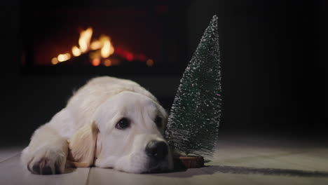 Der-Hund-Liegt-Neben-Einem-Kleinen-Weihnachtsbaum,-Im-Hintergrund-Brennt-Ein-Feuer-Im-Kamin.-Heiligabend