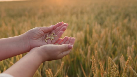 A-farmer-woman-holds-a-handful-of-grain-on-the-background-of-a-wheat-field.-Selection-and-quality-control