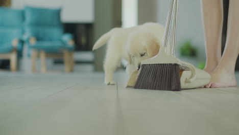 Curious-puppy-watches-as-owner-sweeps-the-floor