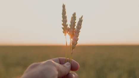 Farmer's-hand-holding-several-spikelets-of-wheat,-first-person-view