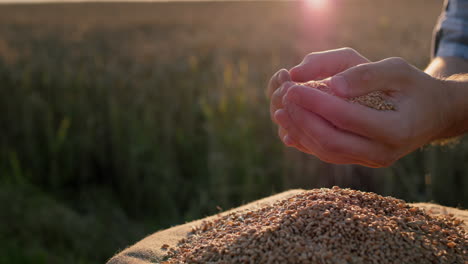 A-man-holds-a-handful-of-wheat-in-the-background-of-a-field.-Organic-farming