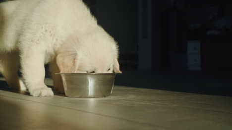 Golden-Retriever-puppy-eats-from-a-bowl.-Illuminated-by-the-setting-sun