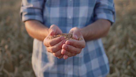 Farmer-holding-a-handful-of-wheat-from-the-new-harvest-against-the-background-of-a-wheat-field