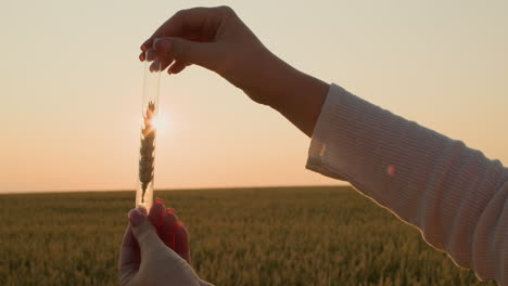 The-researcher-holds-a-flask-with-an-ear-of-wheat-in-front-of-the-sun