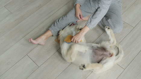 The-owner-combs-the-fur-of-his-beloved-dog,-sitting-on-the-floor-in-the-house