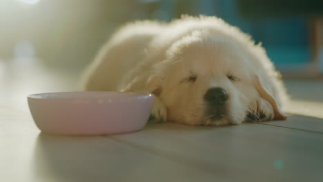 Cute-fluffy-golden-retriever-puppy-is-sleeping-near-the-food-bowl.-The-rays-of-the-setting-sun-illuminate-the-pet