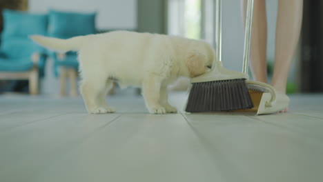 A-small-puppy-helps-the-hostess-in-cleaning-the-house.-Woman-sweeping-the-floor,-puppy-showing-curiosity