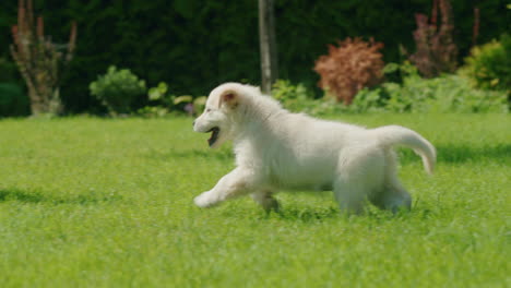 A-mischievous-golden-retriever-puppy-runs-after-its-owner's-legs.-Having-fun-together-on-the-grassy-lawn-in-the-backyard-of-the-house