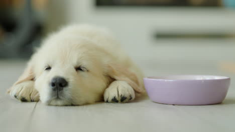 Un-Pequeño-Cachorro-Duerme-Una-Siesta-En-El-Suelo-Cerca-De-Su-Plato-Y-Ve-Dulces-Sueños