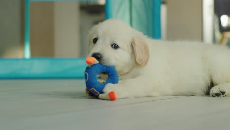 A-cute-puppy-of-a-golden-retriever-is-played-on-the-floors,-gnaws-on-a-soft-toy
