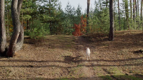 Golden-retriever-puppy-runs-along-a-path-in-a-picturesque-forest