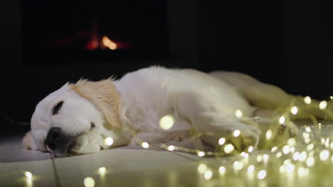 A-cute-golden-retriever-sleeps-near-a-garland,-with-a-fire-burning-in-the-fireplace-in-the-background.-Winter-and-Christmas-with-a-pet-in-the-house