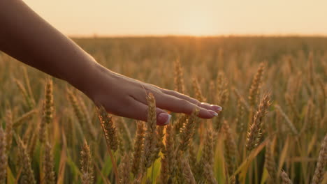 Woman's-hand-strokes-ripe-ears-of-wheat-at-sunset