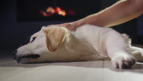 The-owner-pets-a-golden-retriever-puppy,-which-lies-in-front-of-a-burning-fireplace..-Christmas-Eve.