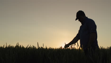 Silhouette-of-a-farmer-in-a-field-of-wheat,-touches-the-ears-with-his-hand