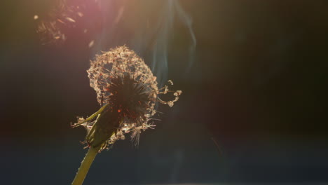 Dandelion-head-flashes-and-burns-in-a-fire.-Slow-motion-video
