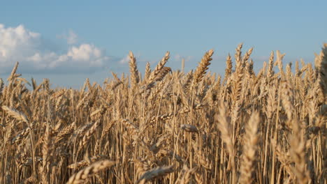 Ears-of-ripe-wheat-against-the-blue-sky