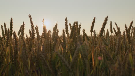 Ears-of-ripe-wheat-sway-in-the-wind-at-sunset