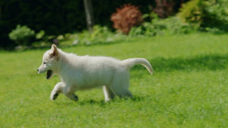 An-active-golden-retriever-puppy-runs-on-the-lawn-in-the-backyard-of-the-house.-Follow-shot