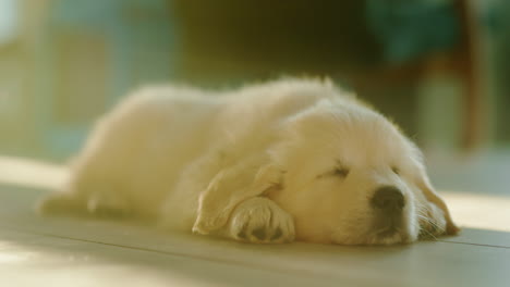 Gracioso-Cachorro-Esponjoso-Durmiendo-Una-Siesta-En-El-Suelo-Bajo-El-Sol.
