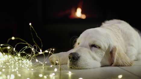 Portrait-of-a-cute-dog-lying-near-a-glowing-holiday-garland-with-a-fireplace-burning-in-the-background